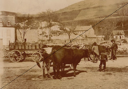 Photo Beau Format Vers 1895 La Bourboule Construction Du Barrage Dordogne  Attelage Boeuf Puy De Dôme 63 Auvergne - Alte (vor 1900)