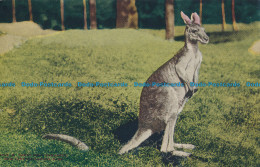 R016146 Great Grey Kangaroo. New York Zoological Park - Welt