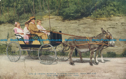 R016147 Riding Animals Algerian Donkeys. Adam And Eve New York Zoological Park - Welt