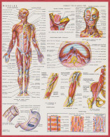 Homme. Anatomie. Muscles. Muscle. Système Nerveux Central. Larousse 1960. - Historische Documenten