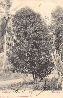 Tanzania - ZANZIBAR - Clove Tree - Publ. Coutinho Bros. 18 - Tanzanía