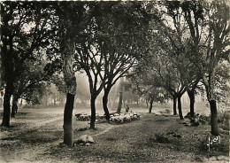 40 - Landes - Landes De Gascogne - Moutons Dans Les Chênes-liège - Animée - Mention Photographie Véritable - Carte Dente - Otros & Sin Clasificación