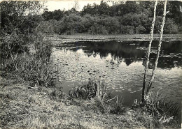 24 - Excideuil - Un Coin De La Rivière La Loue - Mention Photographie Véritable - Carte Dentelée - CPSM Grand Format - V - Other & Unclassified