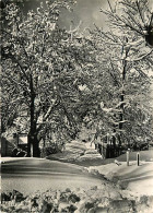 05 - Briançon - Sous La Neige - Fleurs De Neige - CPSM Grand Format - Voir Scans Recto-Verso - Briancon