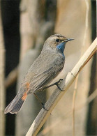 Animaux - Oiseaux - Gorge-bleu - Carte Neuve - CPM - Voir Scans Recto-Verso - Oiseaux