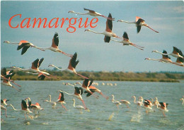 Oiseaux - Flamants Roses - Camargue - Flamingos - CPM - Voir Scans Recto-Verso - Vögel