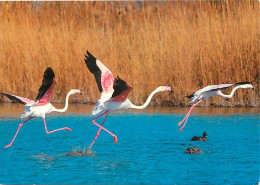 Oiseaux - Flamants Roses - Camargue - Flamingos - CPM - Voir Scans Recto-Verso - Oiseaux