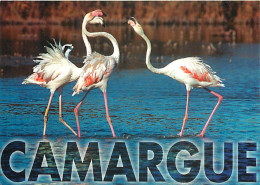 Oiseaux - Flamants Roses - Camargue - Flamingos - CPM - Voir Scans Recto-Verso - Vögel