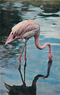 Oiseaux - Flamants Roses - Flamingos - CPM - Voir Scans Recto-Verso - Birds