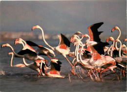 Oiseaux - Flamants Roses - Camargue - Flamingos - CPM - Voir Scans Recto-Verso - Oiseaux