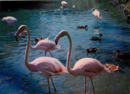 Oiseaux - Flamants Roses - Camargue - Flamingos - CPM - Voir Scans Recto-Verso - Pájaros