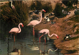 Oiseaux - Flamants Roses - Camargue - Flamingos - CPM - Voir Scans Recto-Verso - Vögel