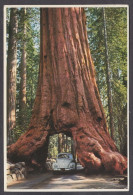 121106/ YOSEMITE PARK, Wanona Tree - Yosemite