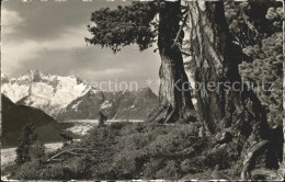 11651922 Riederalp Arven Im Aletschwald Am Grossen Aletschgletscher Berner Alpen - Other & Unclassified