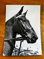 Horses Postcard From Poland, Krajowa, KAW, Pferd Cheval Portrait - Caballos