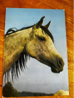 Horses Postcard From Poland, Krajowa, KAW, Pferd Cheval Arabian Janow - Paarden