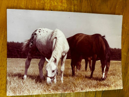 Horses Postcard From Poland, Krajowa, KAW, Pferd Cheval Arabian Michalow 2 - Horses