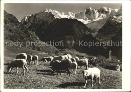 11650849 Soglio Schafe Mit Scioragruppe Soglio - Autres & Non Classés