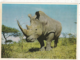 ANIMAUX & FAUNE.  CPSM. . " RHINOCEROS"  AFRIQUE DU SUD. HLUHLUWE GAME RESERVE. ZULULAND - Rhinoceros