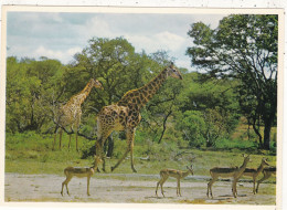 ANIMAUX & FAUNE.  CPSM. . " GRACEFUL GIRAFFE "  AFRIQUE DU SUD. NATIONAL PARKS - Giraffen