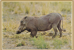 ANIMAUX & FAUNE.  CPSM. . FACOCHERE " WARTHOG "  AFRIQUE DU SUD. KRUGER NATIONAL PARK - Other & Unclassified