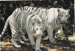 ANIMAUX & FAUNE.  CPSM. . " TIGRES BLANCS" .  ZOO DE BEAUVAL. SAINT-AIGNAN SUR CHER. 41. - Leoni