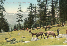 PFERDEWEIDE AUF DEM SALTEN , TIROL - F.P. - Bolzano (Bozen)