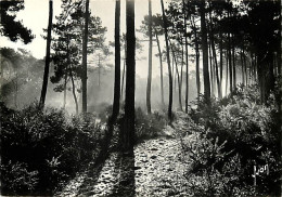 40 - Landes - Landes De Gascogne - Brumes Matinales Dans Les Pins - Mention Photographie Véritable - Carte Dentelée - CP - Otros & Sin Clasificación