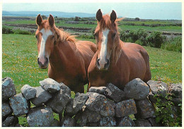 Animaux - Chevaux - Irlande - Two Curious Onlookers - West Of Ireland - Carte Neuve - CPM - Voir Scans Recto-Verso - Horses
