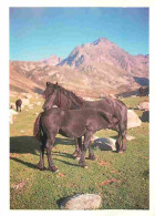 Animaux - Chevaux - Cheval De Merens - Poulinière Et Son Poulain En Automne Dans Les Estives Des Pyrénées - Carte Neuve  - Paarden