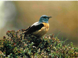 Animaux - Oiseaux - Merle De Roche - Rock Thrush - Steinrôtel - Monticola Saxatilis - CPM - Carte Neuve - Voir Scans Rec - Pájaros