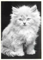 Animaux - Chats - CPM - Voir Scans Recto-Verso - Katten