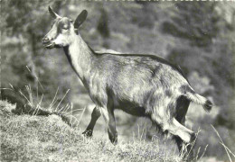 Animaux - Chèvres - Carte Dentelée - CPSM Grand Format - Voir Scans Recto-Verso - Sonstige & Ohne Zuordnung