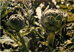 Régions - Bretagne - Plants D'artichauts - CPM - Voir Scans Recto-Verso - Bretagne