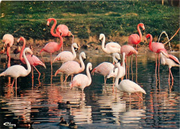 Oiseaux - Flamants Roses - Parc Ornithologique Départemental De Villars Les Dombes - Flamingos - CPM - Voir Scans Recto- - Oiseaux