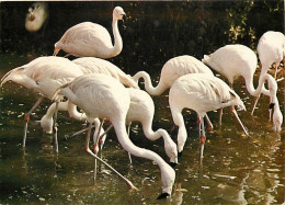 Oiseaux - Flamants Roses - Camargue - Flamingos - CPM - Voir Scans Recto-Verso - Birds