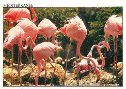 Oiseaux - Flamants Roses - Flamingos - CPM - Voir Scans Recto-Verso - Pájaros