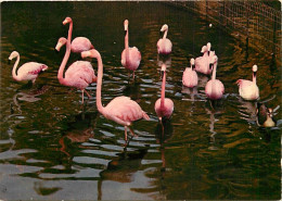 Oiseaux - Flamants Roses - Camargue - Flamingos - CPM - Voir Scans Recto-Verso - Birds