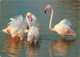 Oiseaux - Flamants Roses - Flamingos - CPM - Voir Scans Recto-Verso - Pájaros