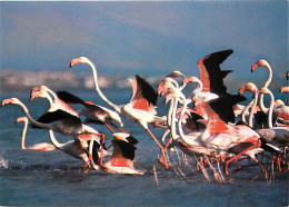 Oiseaux - Flamants Roses - Camargue - Flamingos - CPM - Voir Scans Recto-Verso - Pájaros