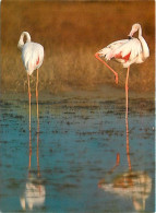 Oiseaux - Flamants Roses - Camargue - Flamingos - CPM - Voir Scans Recto-Verso - Pájaros