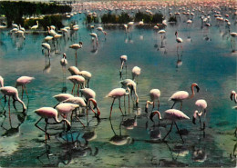 Oiseaux - Flamants Roses - Camargue - Flamingos - CPM - Voir Scans Recto-Verso - Vögel