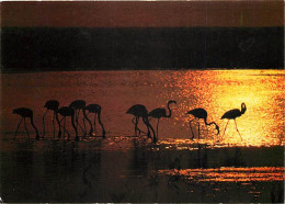 Oiseaux - Flamants Roses - Camargue - Flamingos - CPM - Voir Scans Recto-Verso - Pájaros