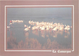 Oiseaux - Flamants Roses - Camargue - Flamingos - CPM - Voir Scans Recto-Verso - Oiseaux