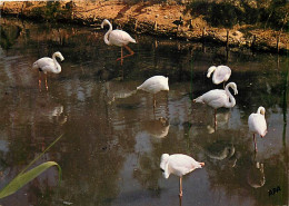 Oiseaux - Flamants Roses - Camargue - Flamingos - CPM - Voir Scans Recto-Verso - Oiseaux