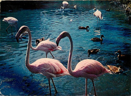 Oiseaux - Flamants Roses - Flamingos - CPM - Voir Scans Recto-Verso - Pájaros