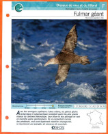 FULMAR GEANT Oiseau Illustrée Documentée  Animaux Oiseaux Fiche Dépliante Animal - Animaux