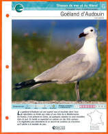 GOELAND D'AUDOUIN Oiseau Illustrée Documentée  Animaux Oiseaux Fiche Dépliante Animal - Animales