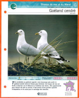 GOELAND CENDRE Oiseau Illustrée Documentée  Animaux Oiseaux Fiche Dépliante Animal - Animali