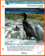 CORMORAN HUPPE Oiseau Illustrée Documentée  Animaux Oiseaux Fiche Dépliante Animal - Animals